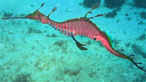 Ruby Seadragon: Scientists Discover First New Seadragon Species in 150 Years | Biology | Sci ...