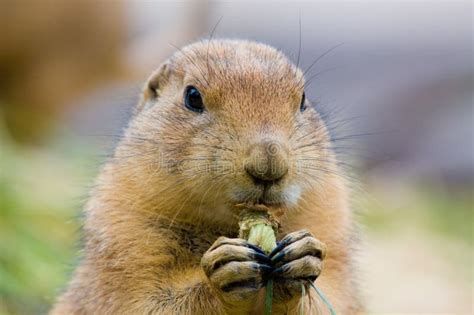 Funny Gopher Face stock photo. Image of gopher, mouth, prairie - 612532