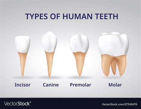 Types human teeth human bone anatomy 3d Royalty Free Vector