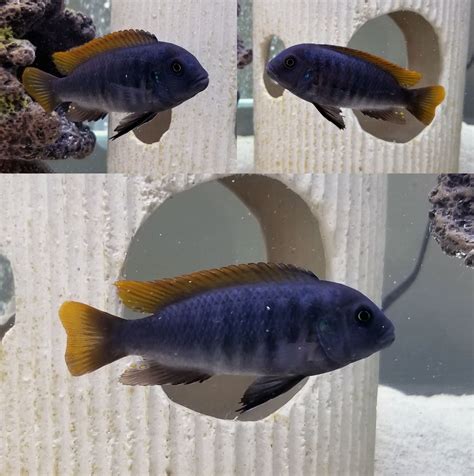 What species of Mbuna? | Cichlid Fish Forum