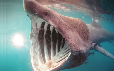 basking_shark | Shark Facts and Information