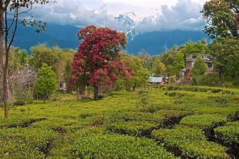 Palampur - Tourist Places & Top Things to Do in 2024