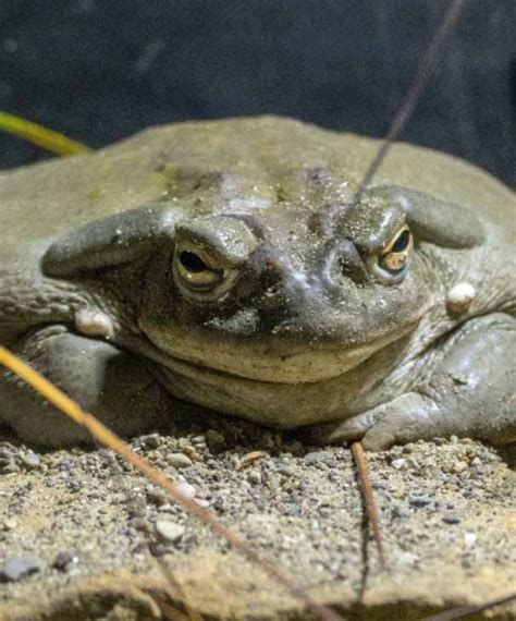 Discover the Colorado River Toad | Our Animals | Indianapolis Zoo