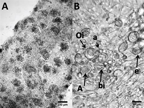 Figure 1 from Evaluation of Cyanea capillata Sting Management Protocols Using Ex Vivo and In ...