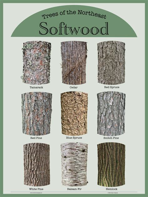 Softwood Poster – River Birch Designs