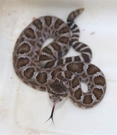 The Baby Rattlesnake Bite Debate | Los Gatos, CA Patch