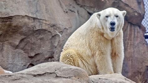 Polar Bear Conservation at The Maryland Zoo