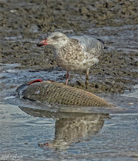 Seagull Eating #1 Photograph by Mitch Johanson - Fine Art America