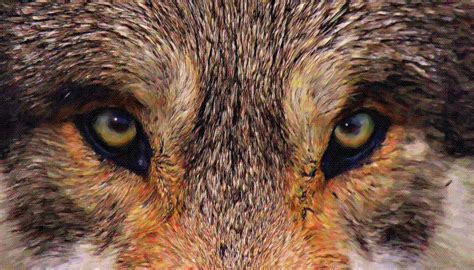 Wolf Eyes 1 Digital Art by Jan Bonner