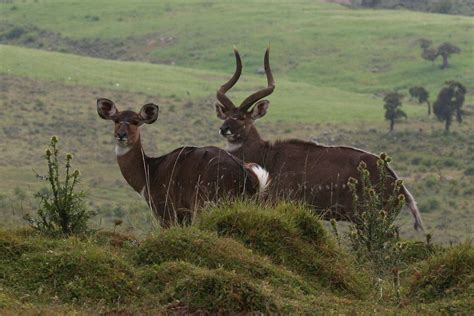 Mountain Nyala | Info on hunting this beautiful antelope