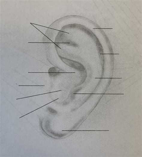 Ear/Pinna Diagram Diagram | Quizlet