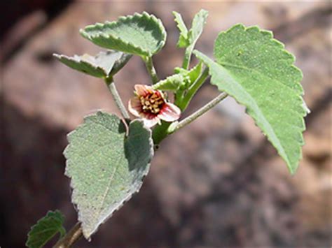 Abutilon incanum - Pelotazo, Hoary Abutilon - Southeastern Arizona Wildflowers and Plants