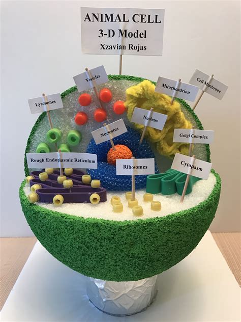 Science Project Cell Model