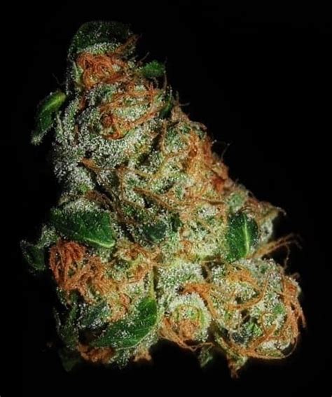 Sour Diesel Seeds: Price, Strain & Growing Info | Cannabisowl