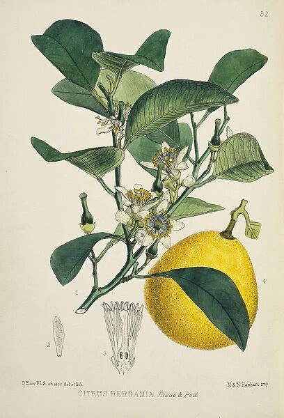 Citrus bergamia, bergamia orange Our beautiful Wall Art and Photo Gifts include Framed Prints ...