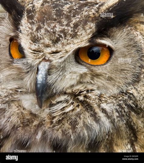 Eagle owl, close-up of face Stock Photo - Alamy