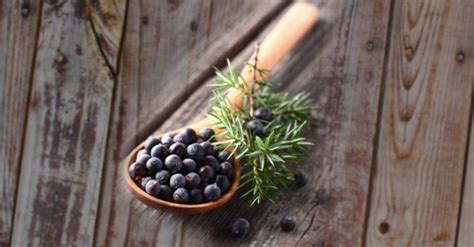 Juniper Tree Symbolism - Purification And Healing | Magical herbs, Juniper, Herbs