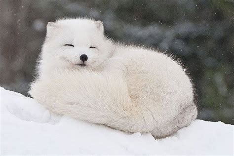 A sleeping arctic fox : r/aww