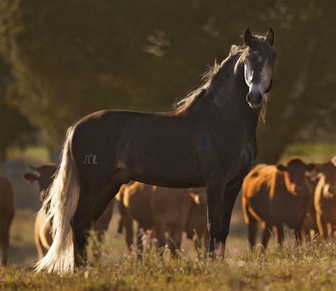 Horse breed - Lusitano