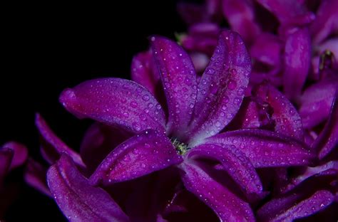 Lavender Flower Field · Free Stock Photo