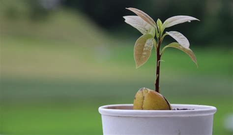 Avocado Seed Germination, Time, Temperature, Process | Gardening Tips