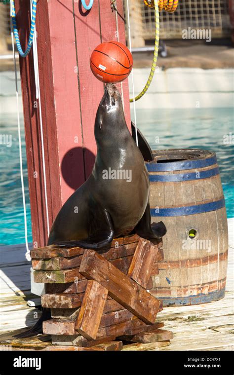 A sea lion performs tricks balancing a ball on its nose at flamingo land zoo in north yorkshire ...