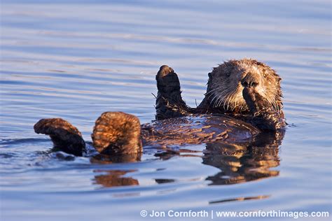 California Sea Otter 13 Photo, Picture, Print | Cornforth Images