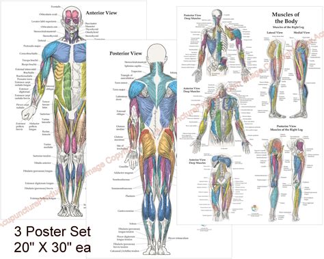 Muscle Anatomy | ubicaciondepersonas.cdmx.gob.mx