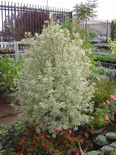 13 Best Pittosporum Varieties | Types of Pittosporum Plants