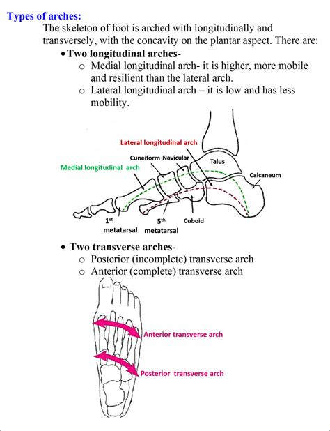 Arches of Foot , medial and lateral longitudinal and transverse arches , Anatomy QA