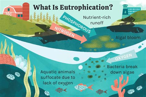 Eutrophication Process