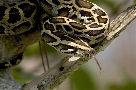 1.4 Invasive Species Burmese Python (Python bivittatus) and its Effect ...