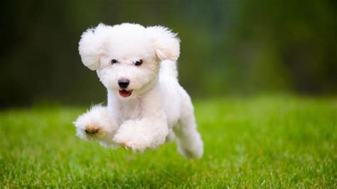 Top 20 Smallest Dog Breeds – Forbes Advisor