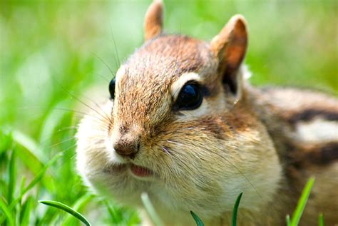 Natural Selections: Chipmunk cheeks, bee baskets and other critter ...