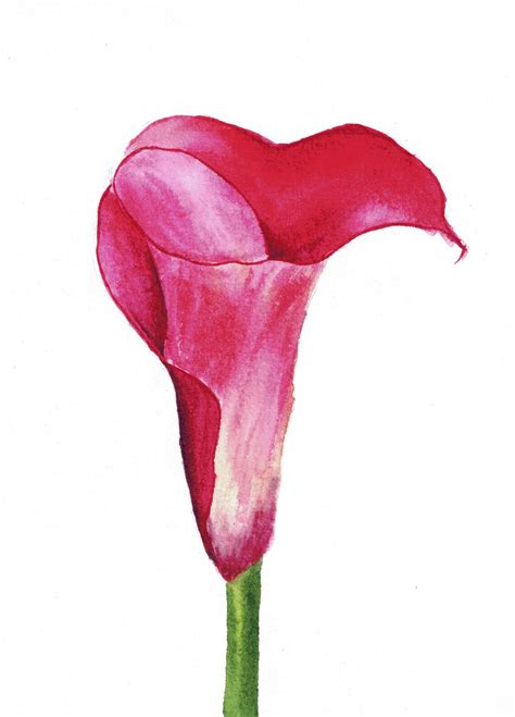 Original watercolor pink calla lilies Flower painting wall | Etsy