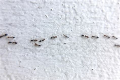 Ants Coming Up Through Kitchen Sink Drain | Wow Blog