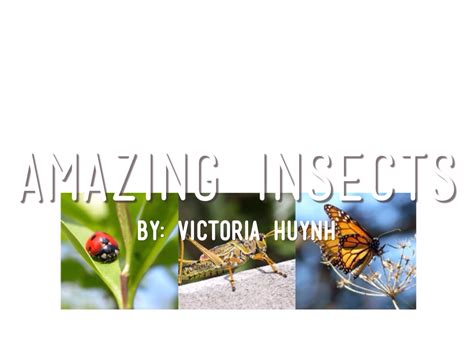 Amazing Insects by Victoria Huynh