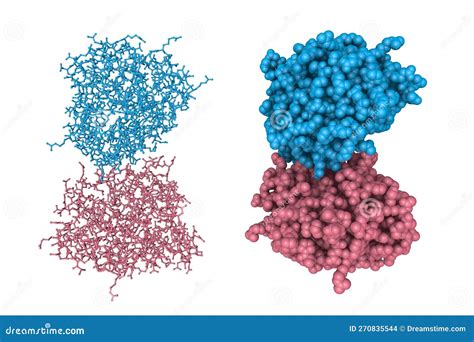 Conserved and Divergent Strigolactone Signaling in Saccharum Spontaneum. Molecular Models. 3d ...