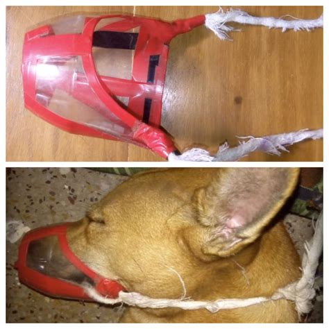 6 DIY Dog Muzzles: Make Your Own Muzzle!