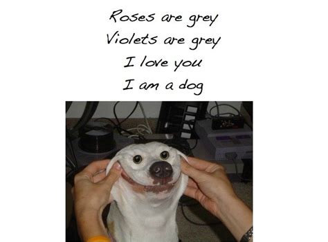 Funny Dog Poems