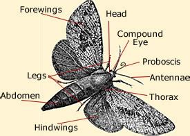 Moth Anatomy & Life Cycle Diagram