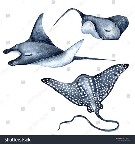 668 Sting Ray Drawings Images, Stock Photos & Vectors | Shutterstock