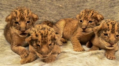 Oklahoma City Zoo announces the birth of four African lion cubs