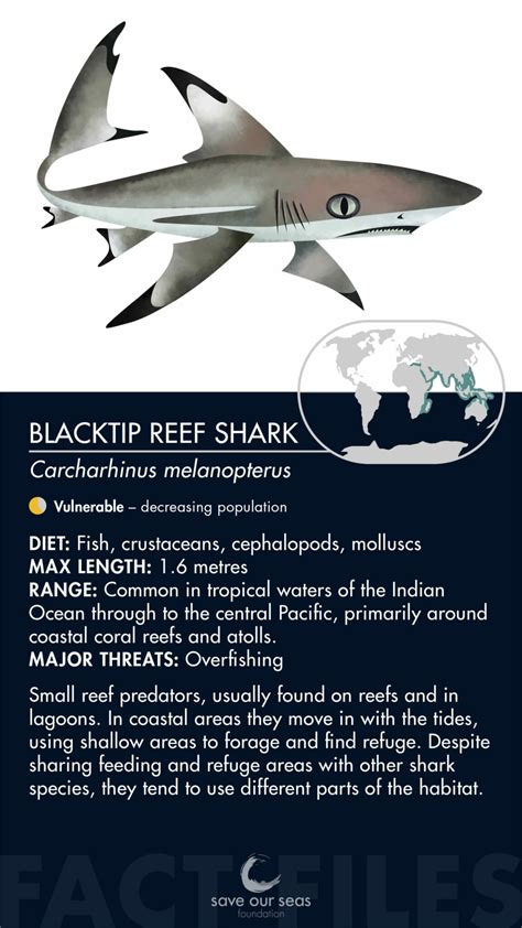 Blacktip reef shark - Save Our Seas Foundation