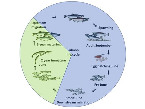 Life cycle of Babine Lake sockeye salmon after Brett (1983). The parts ...