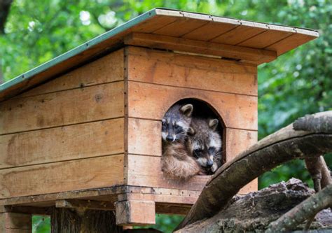 Raccoon House Stock Photos, Pictures & Royalty-Free Images - iStock