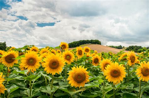 How To Plant Sunflower In The Philippines | Best Flower Site