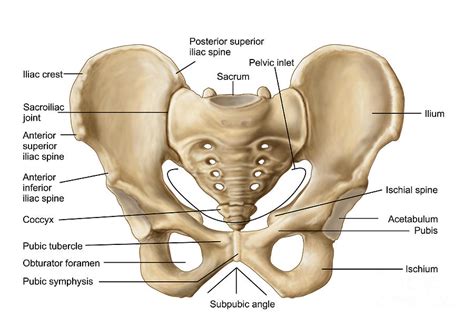 Anatomy Of Human Pelvic Bone Digital Art by Stocktrek Images