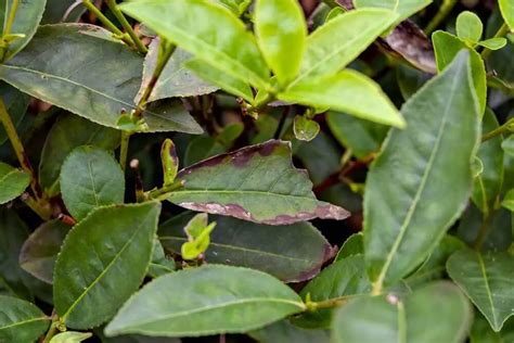 Ultimate Guide to Managing Pest and Diseases in a Tea Plantation