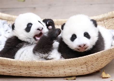 Twin giant panda cubs die of multiple organ failure in China - Xinhua | English.news.cn